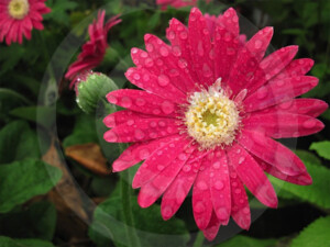 Gerbera